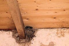 Nest-met-jonge-zwaluwen-in-de-paardenstal