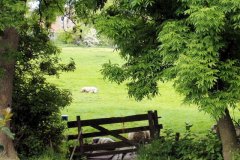 Doorkijkje-in-de-Holierhoekse-polder