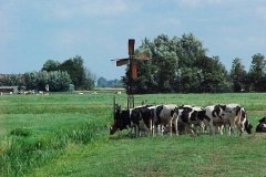 Koeien-en-een-weidemolen