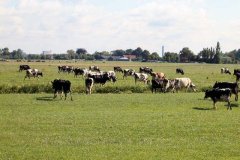 Koeien-in-de-Zouteveense-polder