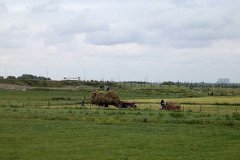 Los-hooi-laden-op-een-platte-kar-het-is-nog-te-zien-in-Midden-Delfland