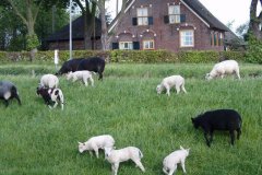 Schapen-langs-het-Gaagpad-bij-Maasland