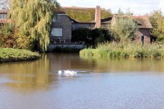 Zwanen-in-de-plas-achter-de-Reigerhof-langs-de-Vaart