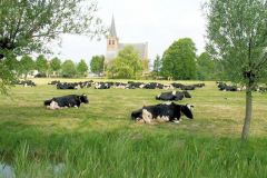 Koeien-en-de-kerk-van-t-Woudt