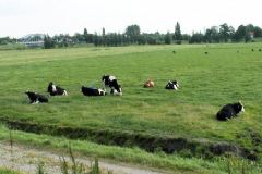 Koeien-in-Duifpolder