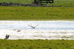 Plas-dras-gebied-in-de-Klaas-Engelbrechtpolder