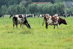 Polder-met-koeien-in-Midden-Delfland