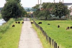 Schapen-in-Duifpolder