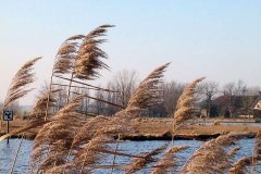 Rietpluimen-met-een-stukje-vlietland-en-daarachter-een-stukje-Duifpolder