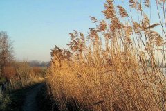 Trekkade-dit-betekent-dat-deze-foto-in-Vlaardingen-is-genomen