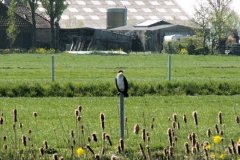 aalscholver-op-paal