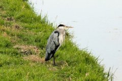 blauwe-reiger-aan-slootkant