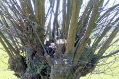 eend-op-nest-in-boom