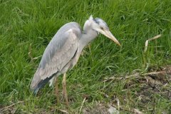 reiger