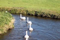 zwanen-familie