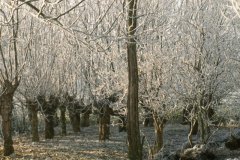 berijpte-knotten