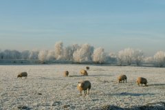schapen-in-ruige-rijp