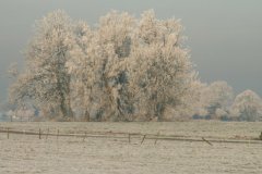 verstilde-boomgroep